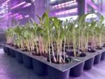 Pack Of 5, Seedling Tray 50 Cells for Nursery | Reusable Plant Germination Tray | Vegetable, Flower & Fruit Seed Starter Tray | Heavy Duty Plastic Growing Tray (Black) - Image 4